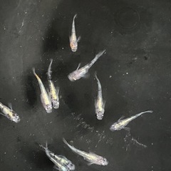 メダカ10匹の画像