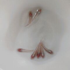 No.155【③龍の瞳（ヒレ長アルビノ）メダカ　幼魚 5匹 250円】の画像