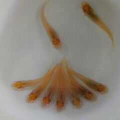 No.156【③アルビノ楊貴妃メダカ　幼魚 5匹 200円】の画像