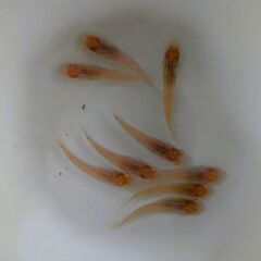 No.156【③アルビノ楊貴妃メダカ　幼魚 5匹 200円】の画像