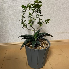 観葉植物ホヤバンブーソテツオリーブサンセベリアツゲの画像