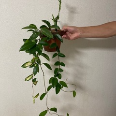 観葉植物ホヤバンブーソテツオリーブサンセベリアツゲの画像