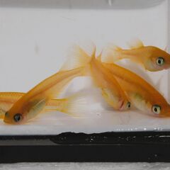 取引者が決定し受付終了いたしました。No.157【楊貴妃MIXメダカ　幼魚 7匹 無料】の画像