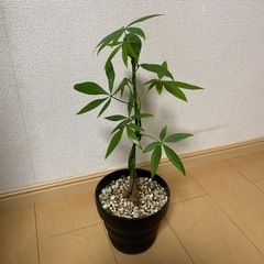 観葉植物パキラの画像