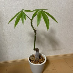 観葉植物パキラの画像