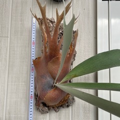 ビカクシダ ベイチー コルク付けの画像