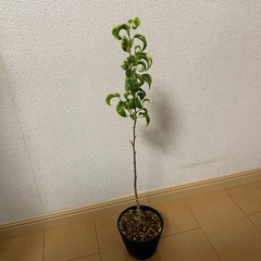 観葉植物モンステラ花キリンフィカスの画像