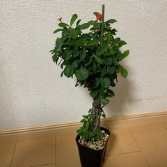 観葉植物モンステラ花キリンフィカスの画像