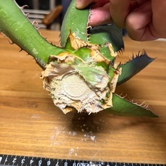 アガベ【ホリダ」】の画像