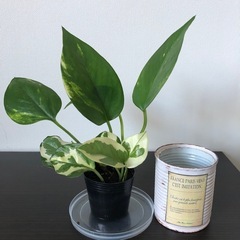 観葉植物　ポトス2種類寄せ植え　リメイク缶セットの画像