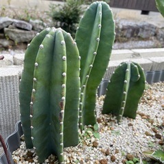 柱サボテン 鬼面角 3本 の画像