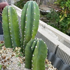 柱サボテン 鬼面角 3本 の画像