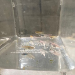 メダカの画像