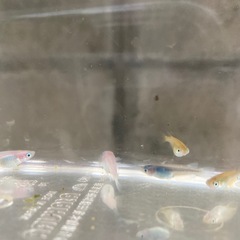 メダカの画像