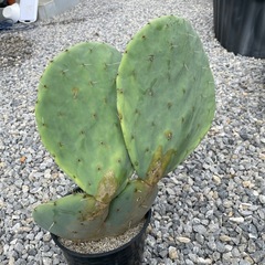 うちわサボテン 大丸盆の画像