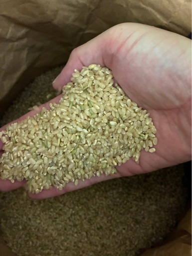 令和７年産　新米　きぬひかり　玄米　1袋（30kg）【残り1袋】【決まりました】