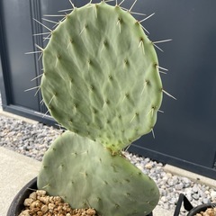 うちわサボテン 大丸盆 未発根の画像