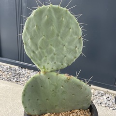 うちわサボテン 大丸盆 未発根の画像
