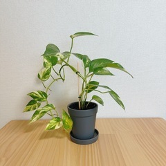 観葉植物　ポトス ゴールデン 鉢セットの画像