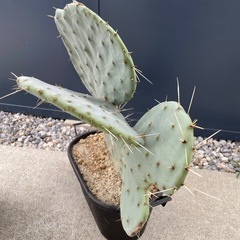 うちわサボテン 大丸盆 未発根の画像