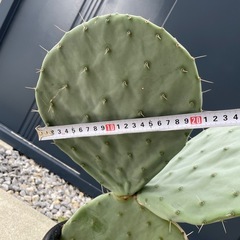 うちわサボテン 大丸盆 未発根の画像