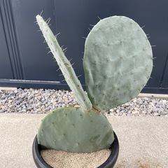 うちわサボテン 大丸盆 未発根の画像
