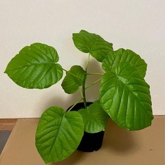 モンステラ・ウンベラータ観葉植物セットの画像