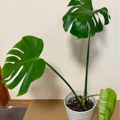 モンステラ・ウンベラータ観葉植物セットの画像