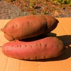 100グラム22円（笑）さつまいも(紅はるか)10月中旬掘り【注文多いので少しお待たせするかも😣】の画像