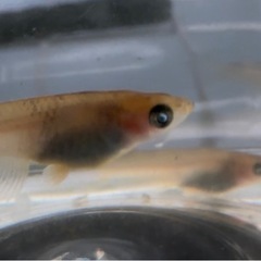 改良メダカ　和墨ブルーアイ　墨碧眼　若魚4匹　の画像