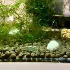 🌿 ミナミヌマエビ  20匹🦐の画像