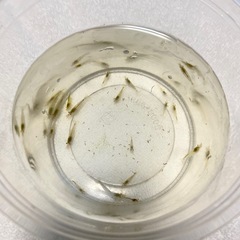 🌿 ミナミヌマエビ  20匹🦐の画像