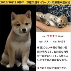 【迷子犬】茶色い豆柴の子犬（メス）探してます