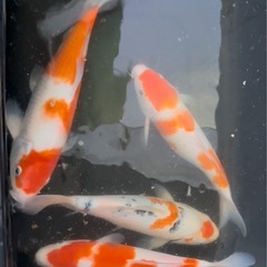 錦鯉　1匹／2000円
の画像