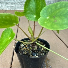 【リラックス効果 観葉植物】ぺぺロミオイデス 丸い葉っぱ 苗ポットの画像