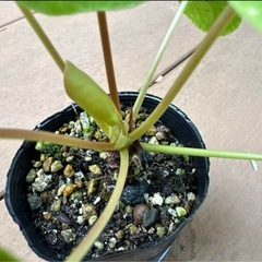 【リラックス効果 観葉植物】ぺぺロミオイデス 丸い葉っぱ 苗ポットの画像
