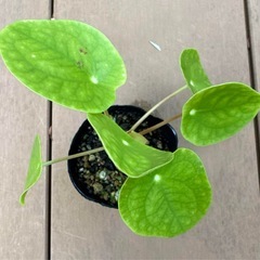 【リラックス効果 観葉植物】ぺぺロミオイデス 丸い葉っぱ 苗ポットの画像