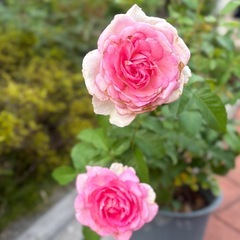 お取り置き中　アダージョ　大苗の画像