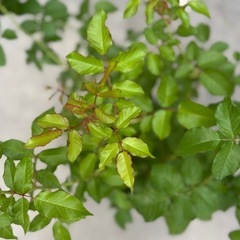 お取り置き中　アダージョ　大苗の画像