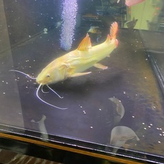 プラチナレッドテールキャット40cmの画像