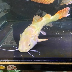 プラチナレッドテールキャット40cmの画像