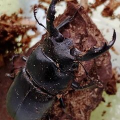 アマミシカクワガ【♂♂ダブルと♂♀ペア(使用済)】！の画像