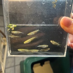 フロマージュ　メダカ　１０匹の画像
