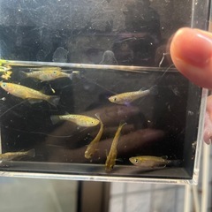 フロマージュ　メダカ　１０匹の画像