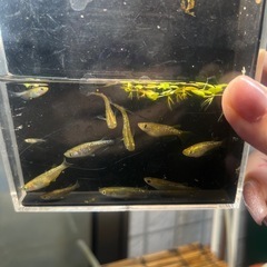 フロマージュ　メダカ　１０匹の画像
