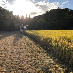 【新米】令和7年　宮城県産　ひとめぼれ　玄米　30kg　米袋入の画像