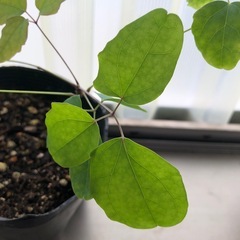 今が植えつけ時期　あけび苗　2ポットの画像