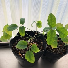 今が植えつけ時期　あけび苗　2ポットの画像