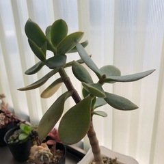 多肉植物　黄金花月の画像