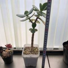 多肉植物　黄金花月の画像